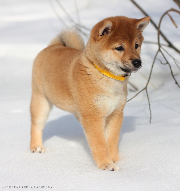 Японская порода собак сиба-ину
