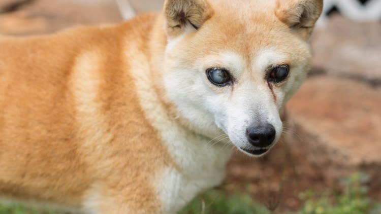 Сиба-ину породы собак