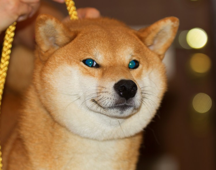 Сиба-ину породы собак