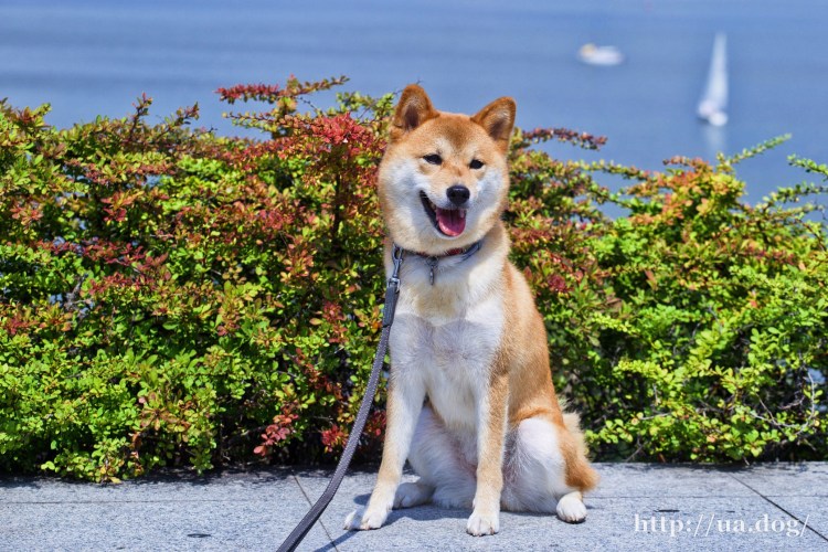 Сиба ину цвет сезам