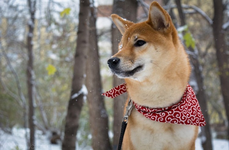 Сиба ину