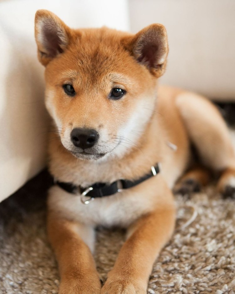 Японская собака Шиба ину