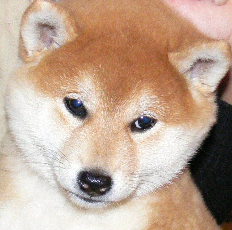 Порода собак Шиба ину