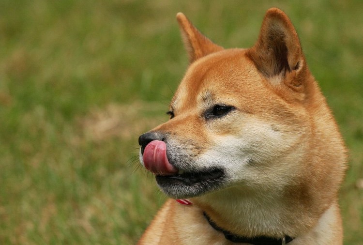 Собака сиба ину мини