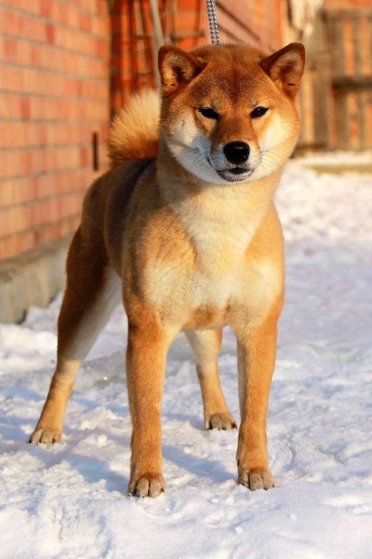 Собака сиба ину