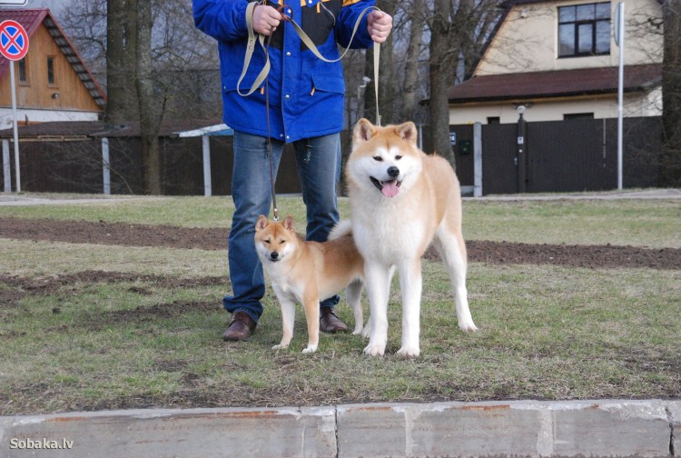 Новорожденные щенки сиба ину