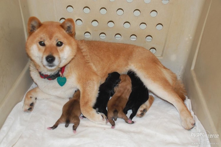 Сиба ину белая