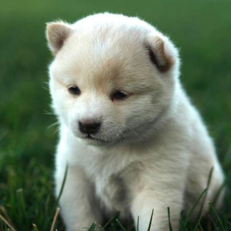 Японская лайка сиба ину