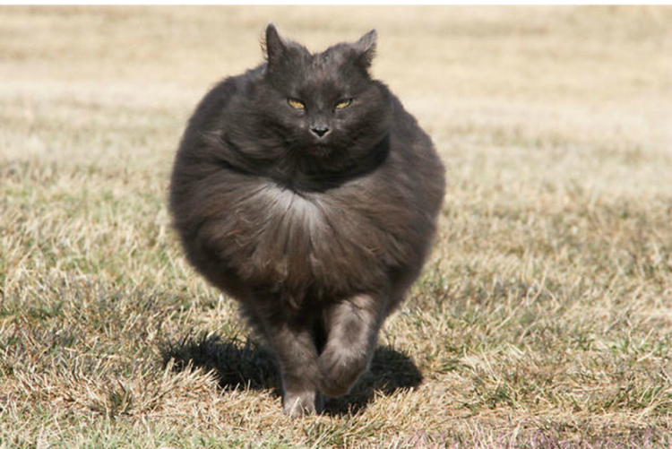 Жирные пушистые коты