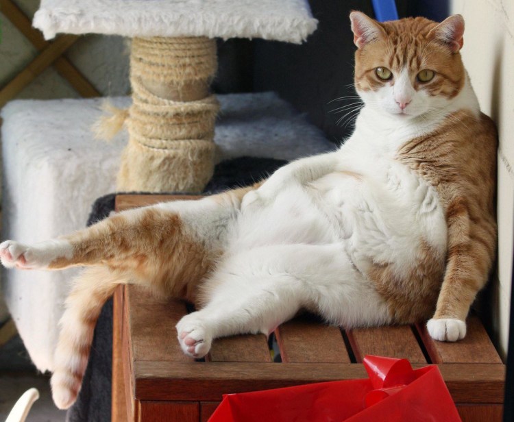 Химми кот толстый