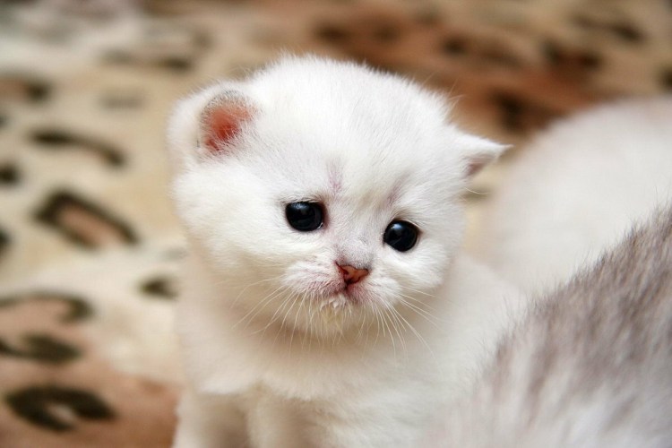 Самые милые котята