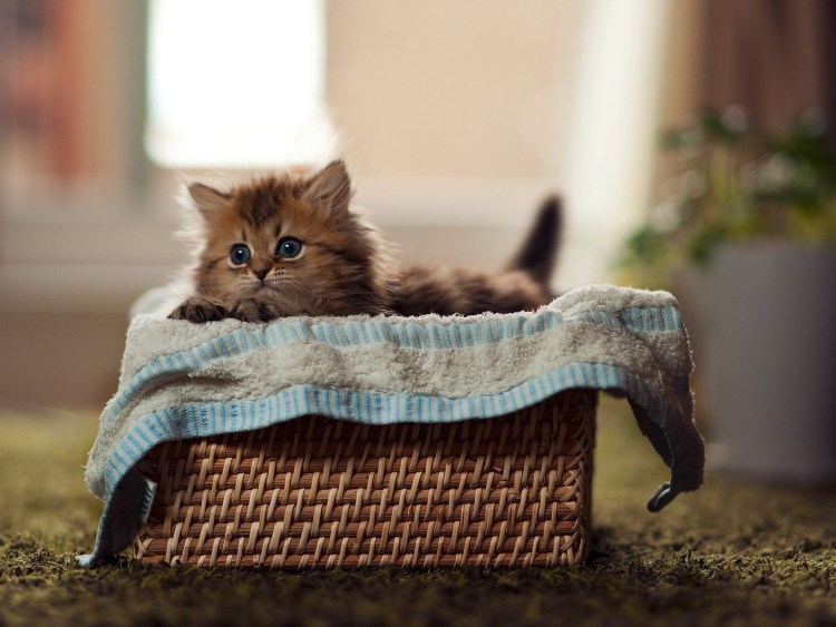 Красивые котята