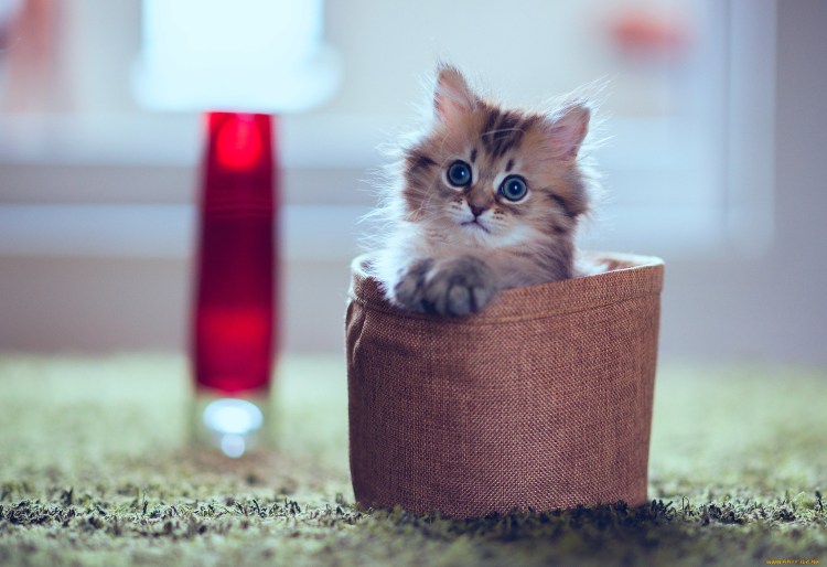 Милые котятки