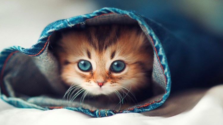 Милые котики