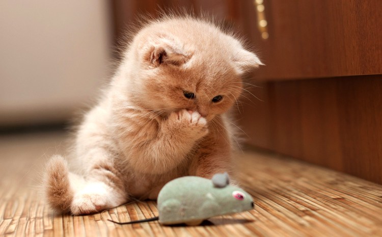 Милые котики