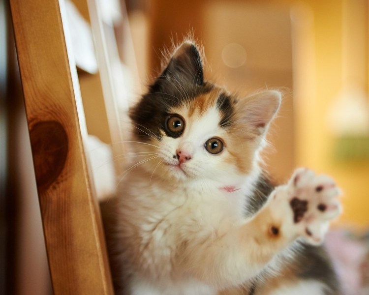 Милые котята