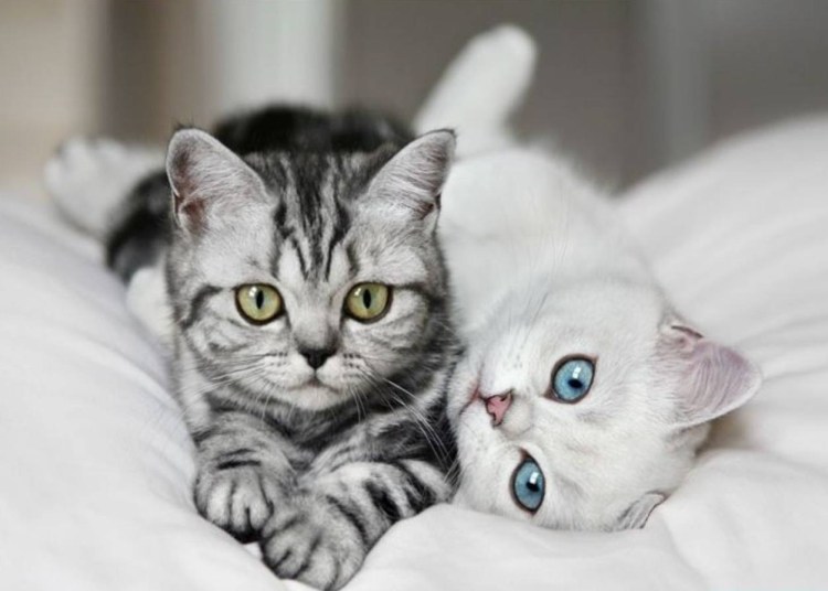 Две красивые кошки