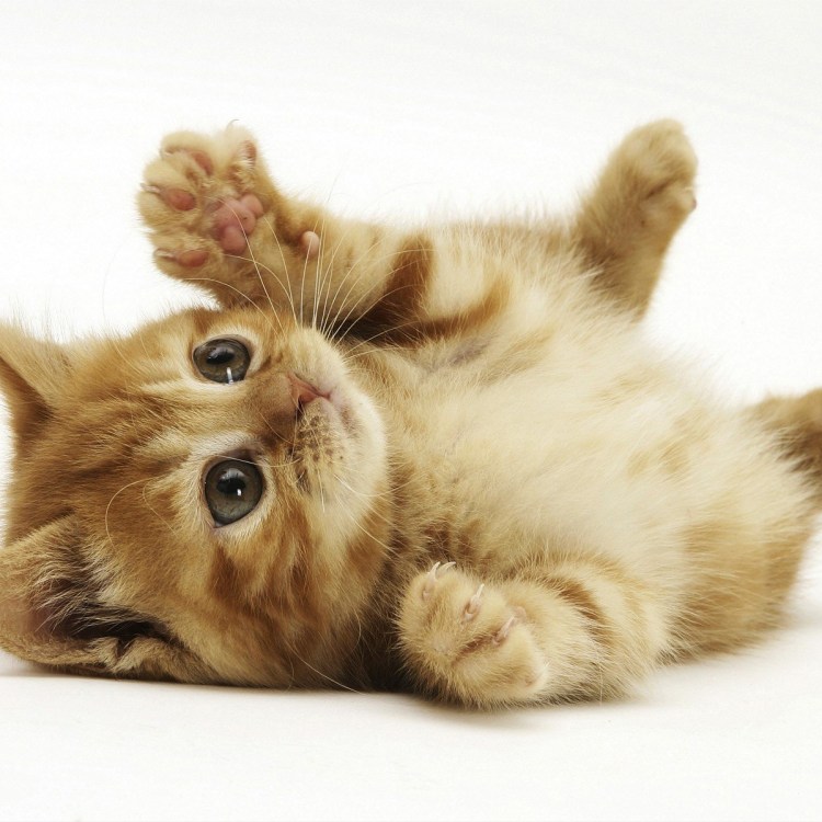 Милые котики