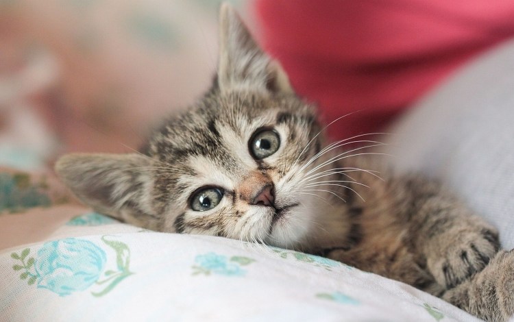 Милые кошечки