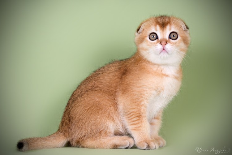 Скоттиш страйт Золотая шиншилла