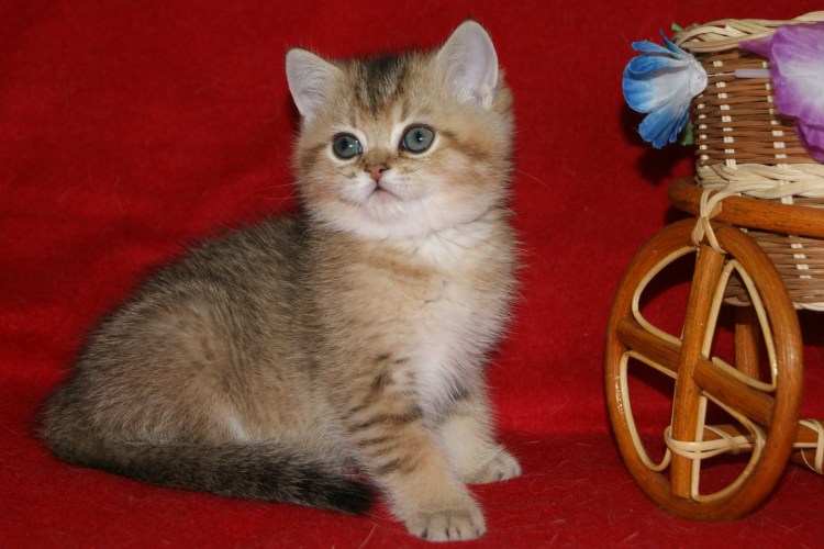 Шотландские котята прямоухие Золотая шиншилла