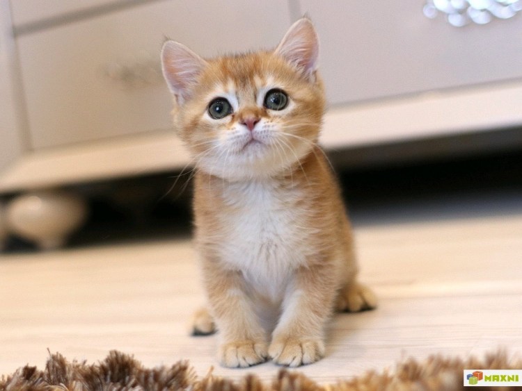 Шотландская прямоухая Золотая шиншилла