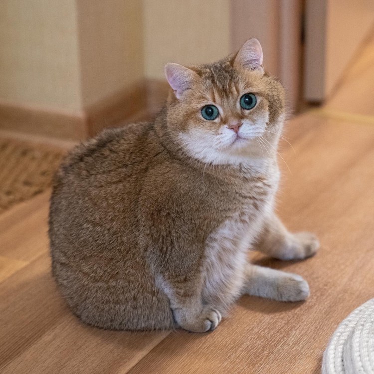 Золотая тикированная шиншилла