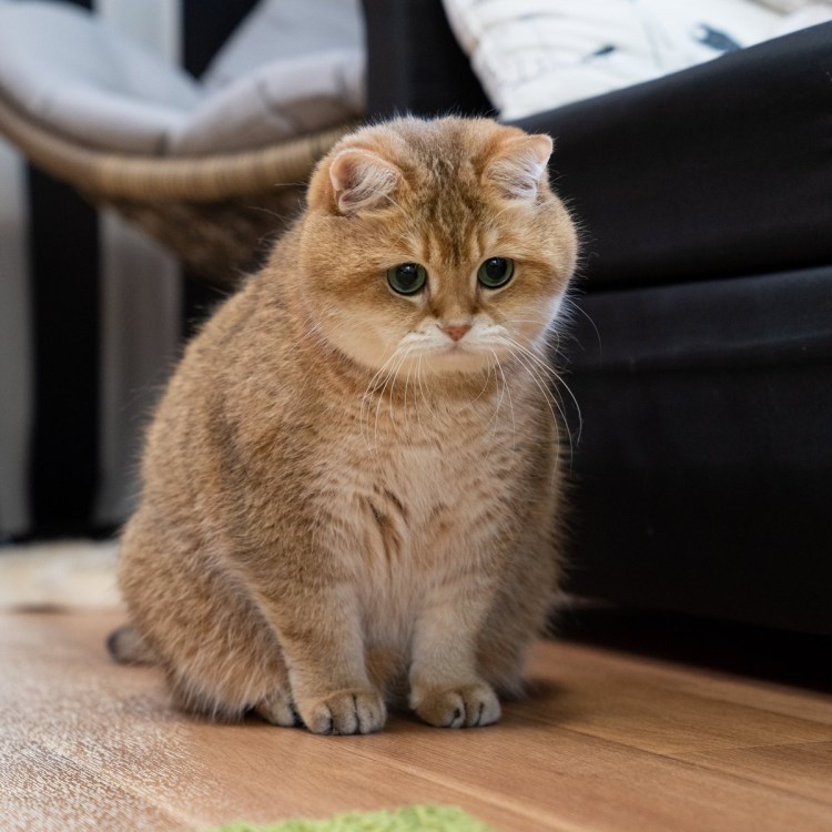 Золотая тикированная Шотландская кошка