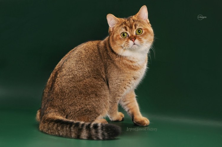 Шотландская Золотая тикированная шиншилла