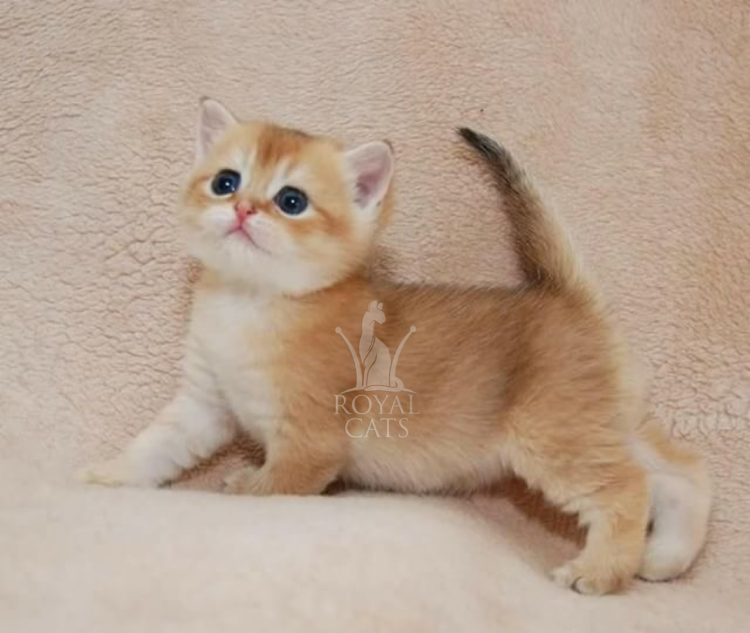 Шотландская кошка Золотая шиншилла