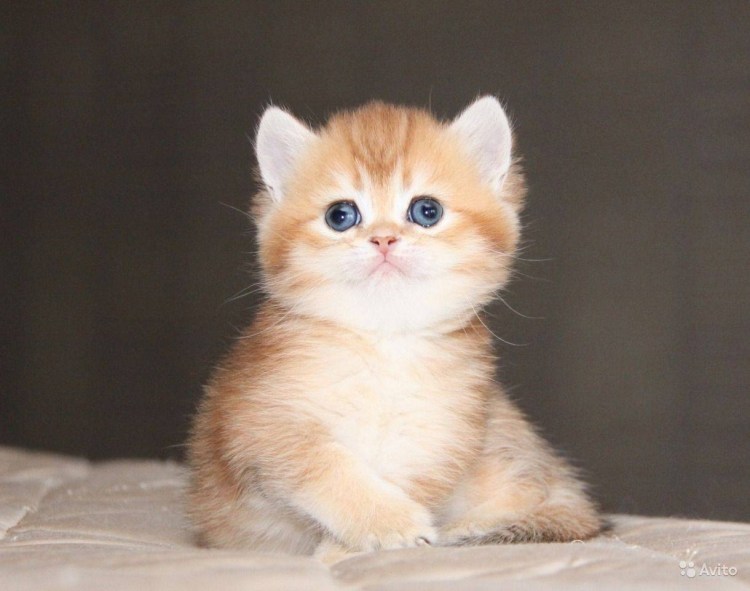 Шотландская кошка Золотая шиншилла