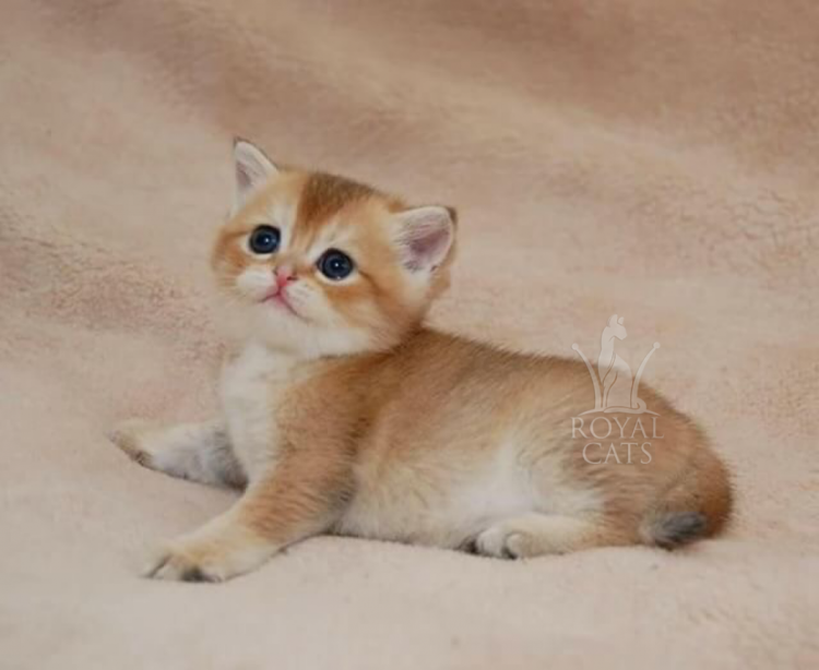 Шотландская Золотая тикированная шиншилла