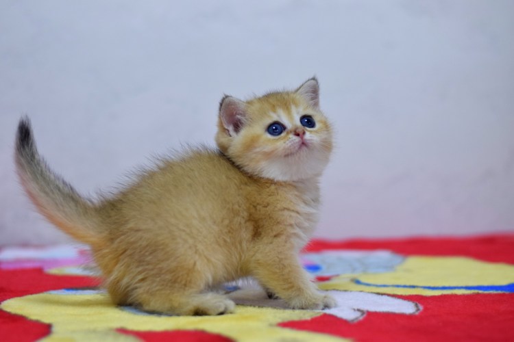 Шотландская прямоухая Золотая шиншилла