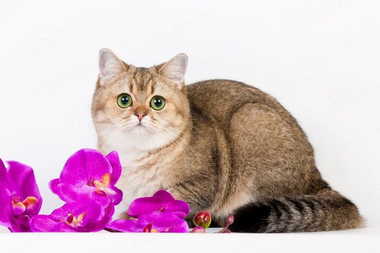 Скоттиш страйт Золотая шиншилла