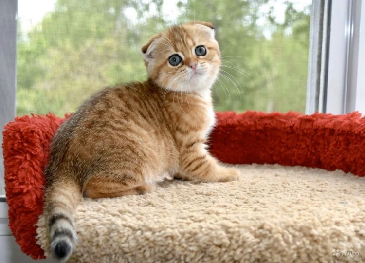 Золотистый тикированный скоттиш страйт