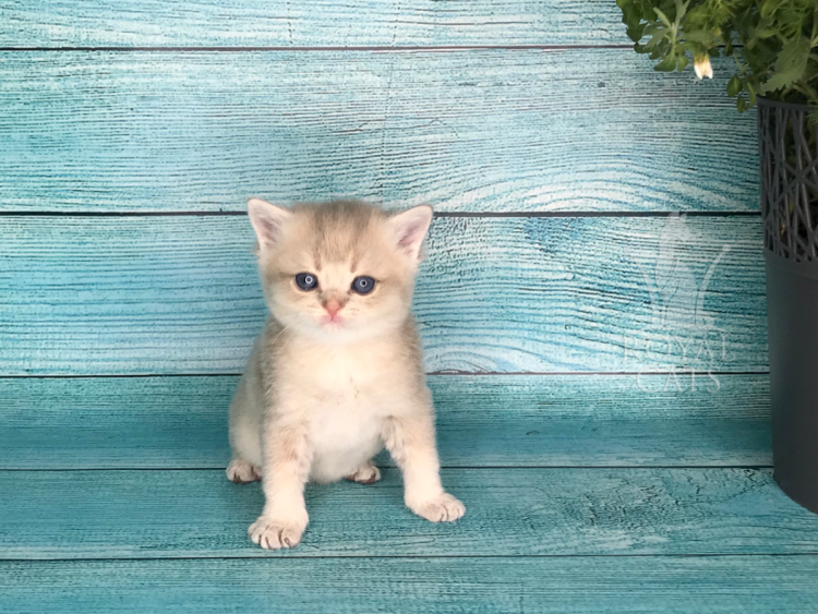 Шотландский страйт золотой тикированный