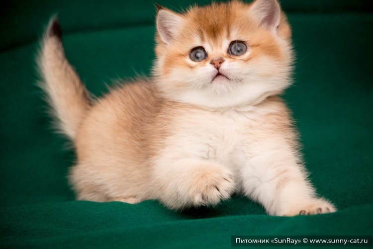 Шотландская Золотая тикированная шиншилла