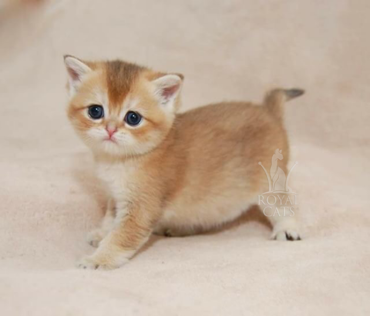 Окрас ny25 Шотландская