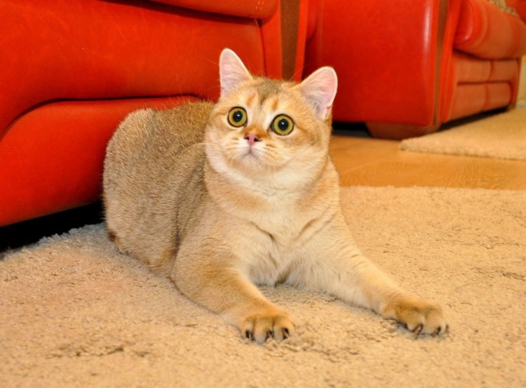 Шотландская прямоухая Золотая шиншилла