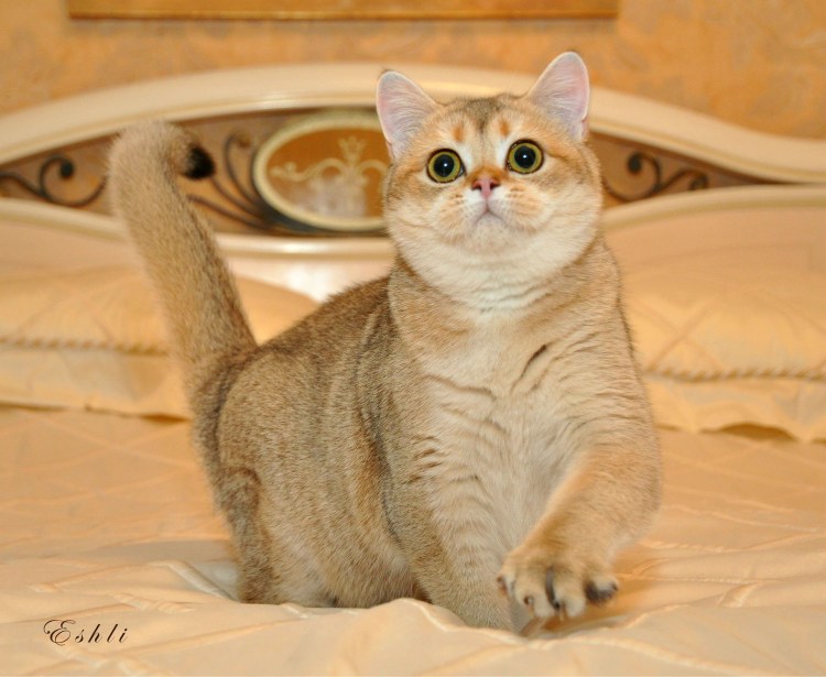 Шотландская прямоухая золотистая шиншилла мраморная