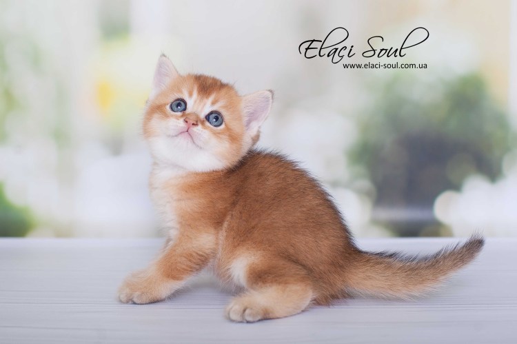 Золотая тикированная Шотландская кошка