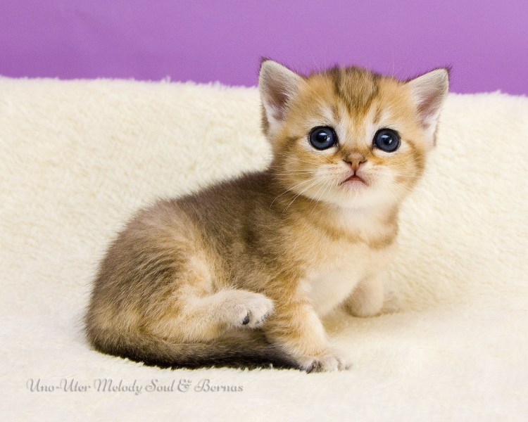 Шотландская прямоухая Золотая шиншилла