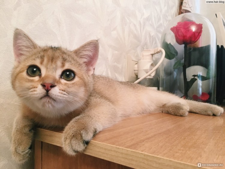 Британская шиншилла Золотая тикированная