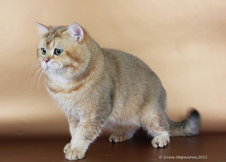 Шотландская короткошерстная Золотая шиншилла