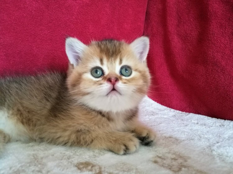 Шотландский прямоухий Золотая шиншилла