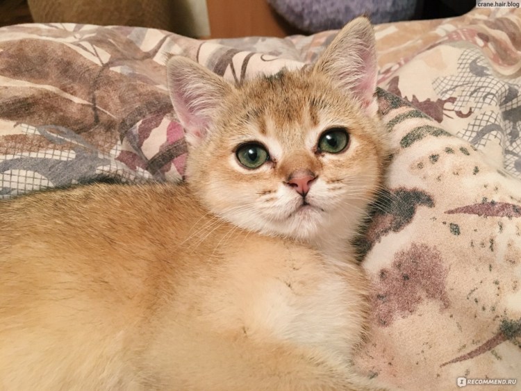 Скоттиш страйт тикированный