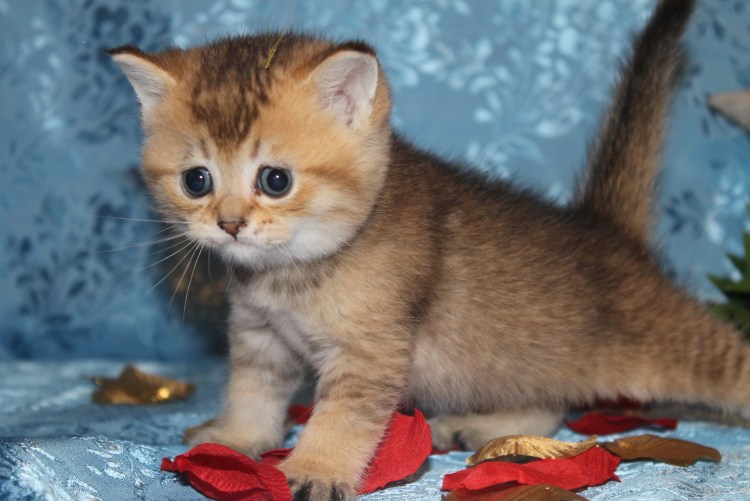 Золотая шиншилла вислоухая