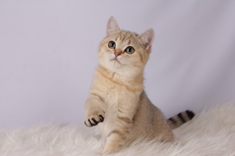 Шотландская Хосико