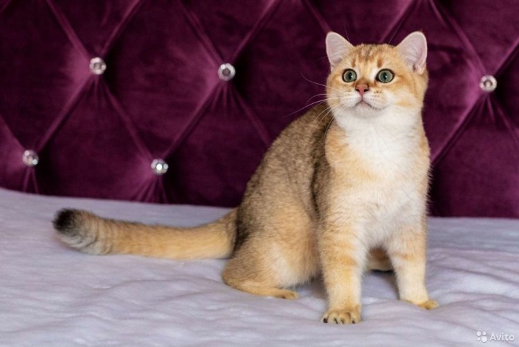 Британская Золотая шиншилла вислоухая