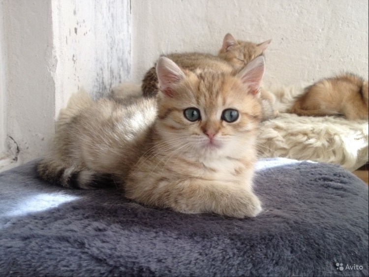 Британская шиншилла Золотая тикированная